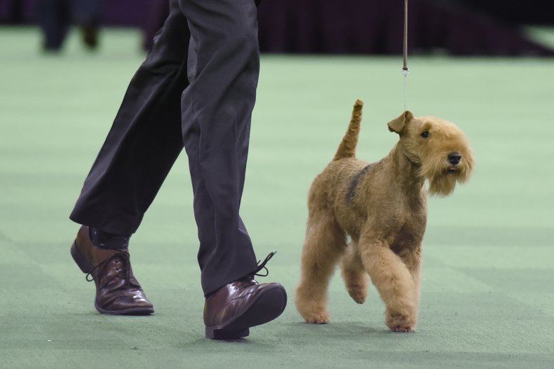 Lakeland Terrier