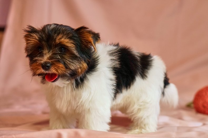 Biewer terrier