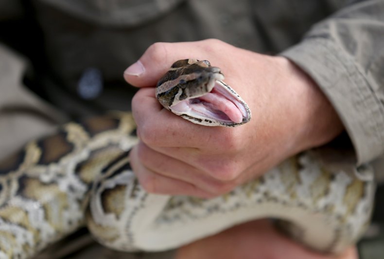 Python in Hand