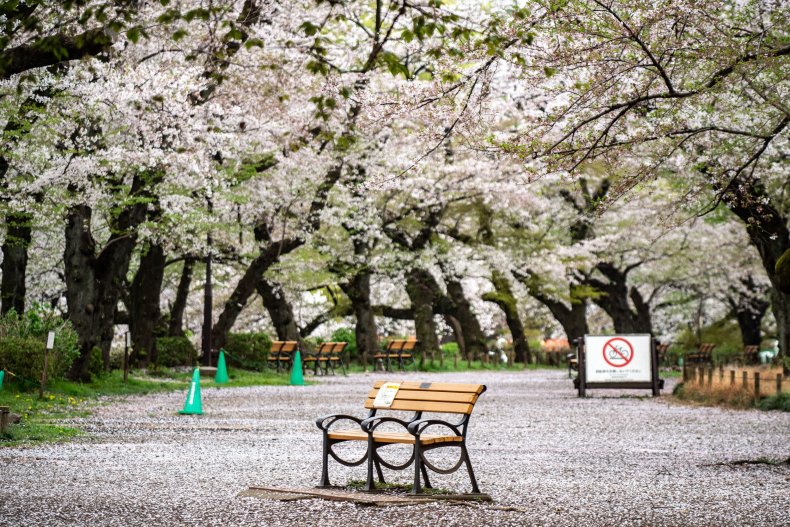 Japan Cherry Blossom
