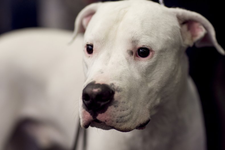 Dogo Argentino in Germany