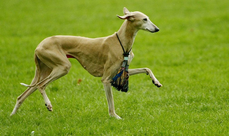 Azawakh dog in London 2004