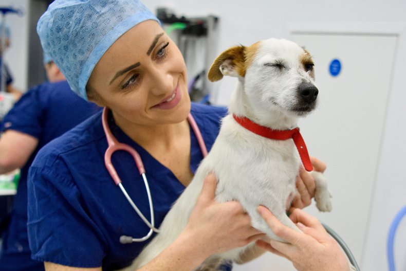 COVID vaccine animals