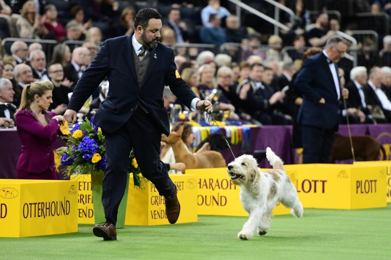 grand basset griffon vendeen dog show 2019