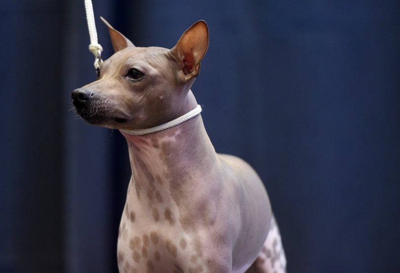 American hairless terrier NYC 2017