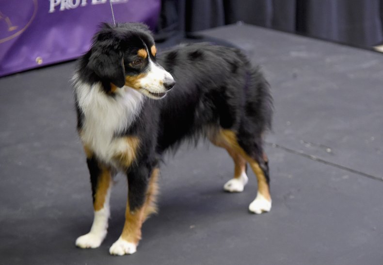 A miniature American shepherd in NYC