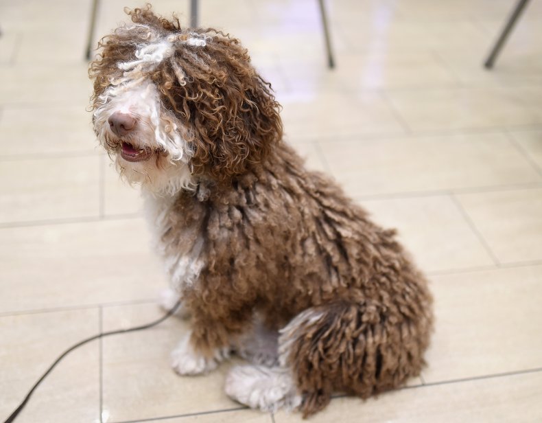 Spanish water dog NYC 2016