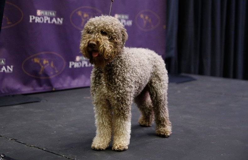 Lagotto Romagnolo NYC dog show 2016