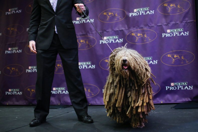 bergamasco sheepdog 2016