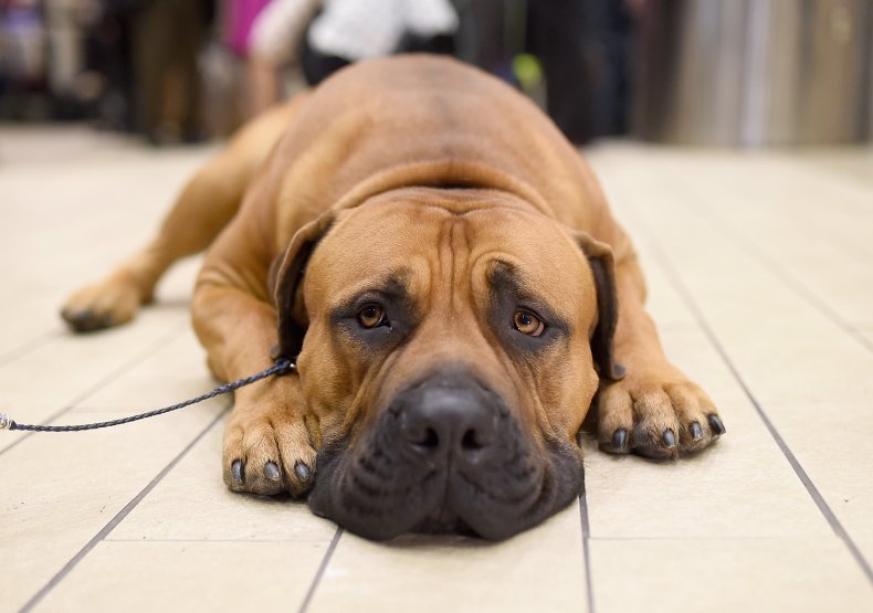 boerboel dog in NYC