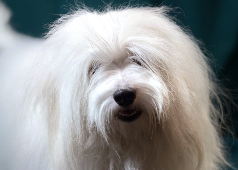 coton de tulear dog U.K.
