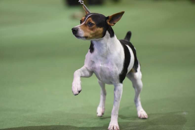rat terrier NYC dog show 2016