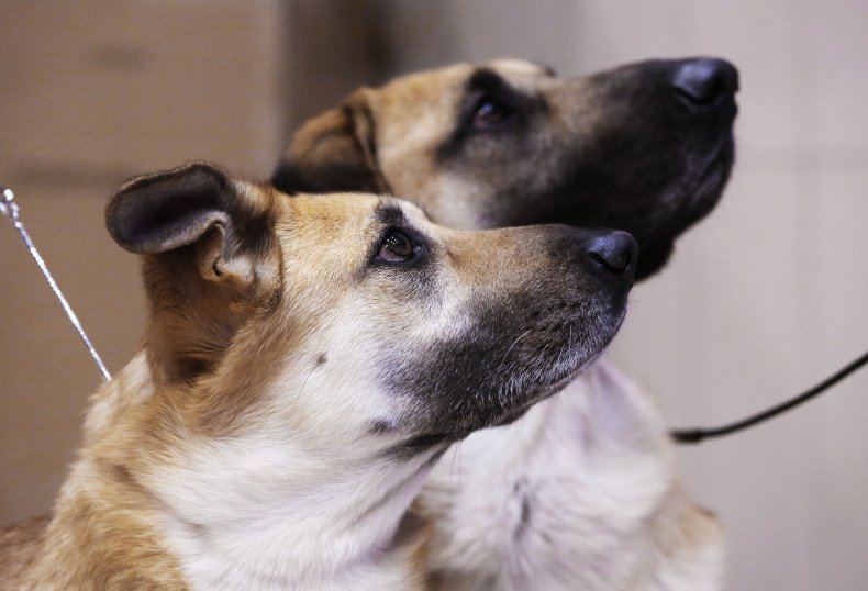 Chinook dogs NYC dog show event 2014