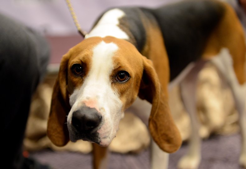 treeing walker coonhound NYC 2013