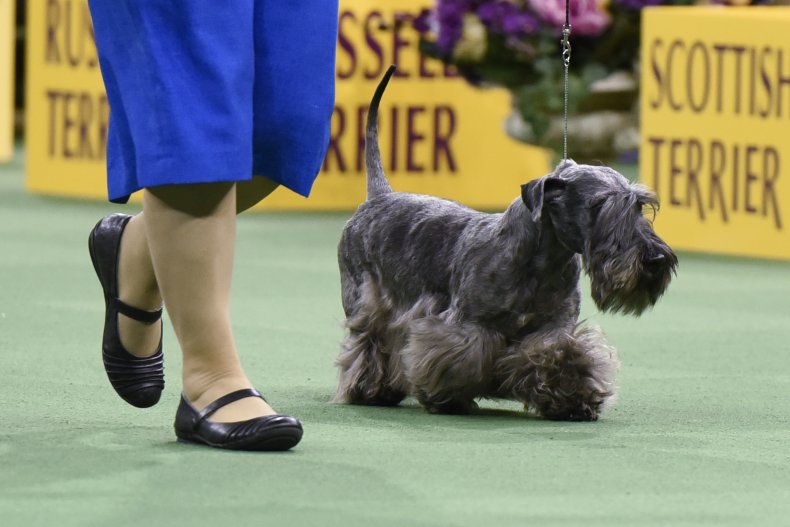 cesky terrier nyc