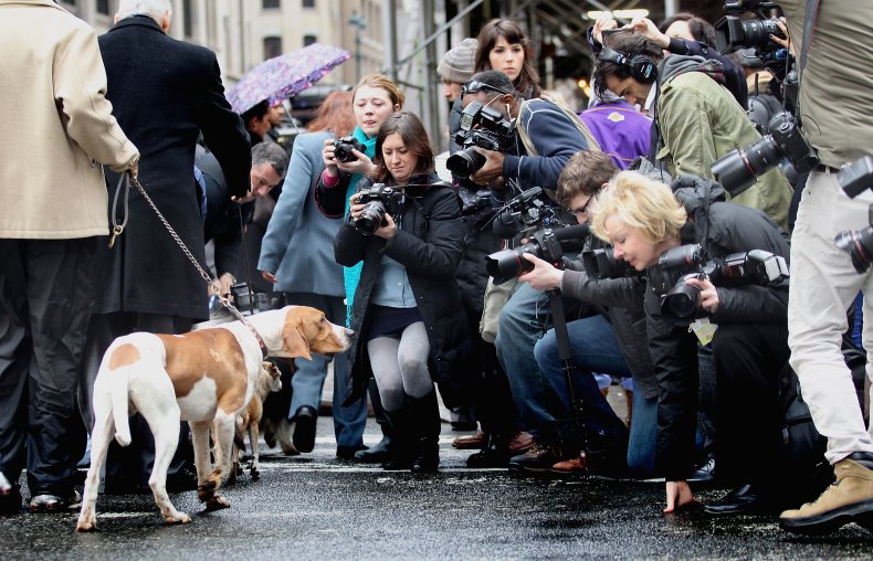 American English coonhound in NYC