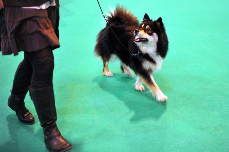 13 dogs that look like wolves 4 Finnish lapphund in the U.K.