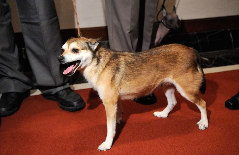 Norwegian lundehund at AKC event NYC