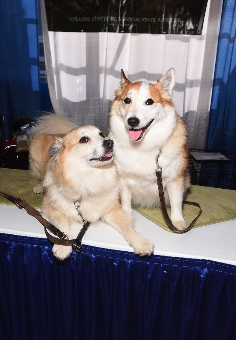 Icelandic sheepdogs NYC