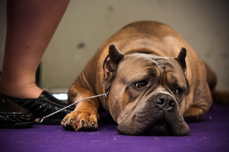 cane corso dog NYC 2014