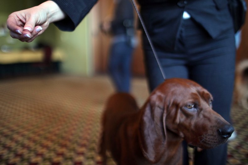 redbone coonhound NYC dog show 2011