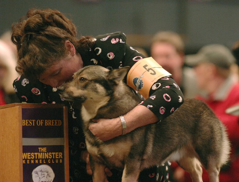 Swedish vallhund NYC dog show 2008