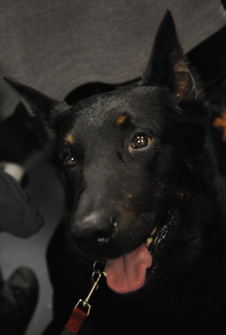 beauceron dog NYC