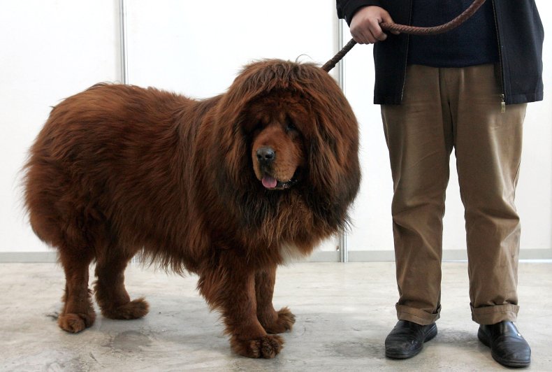 Tibetan mastiff in China 2005