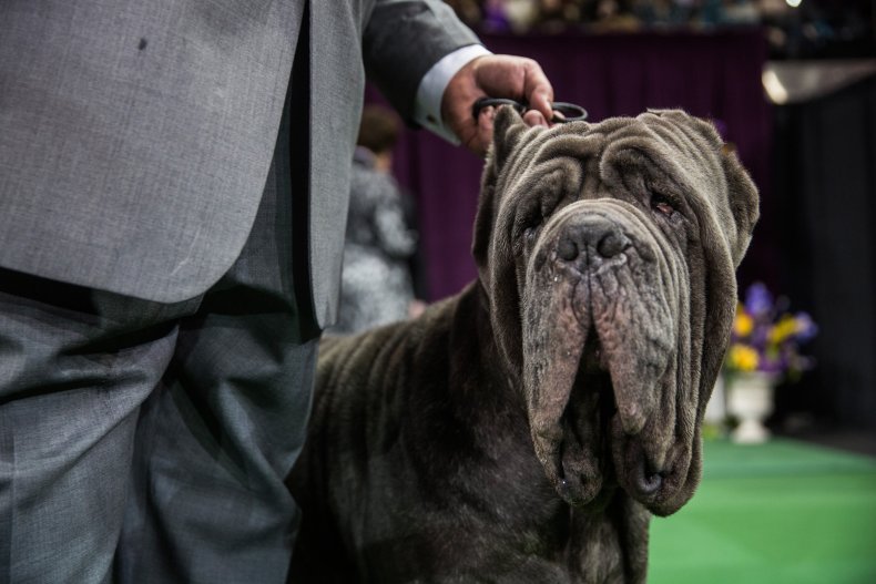 Neapolitan mastiff dog show NYC