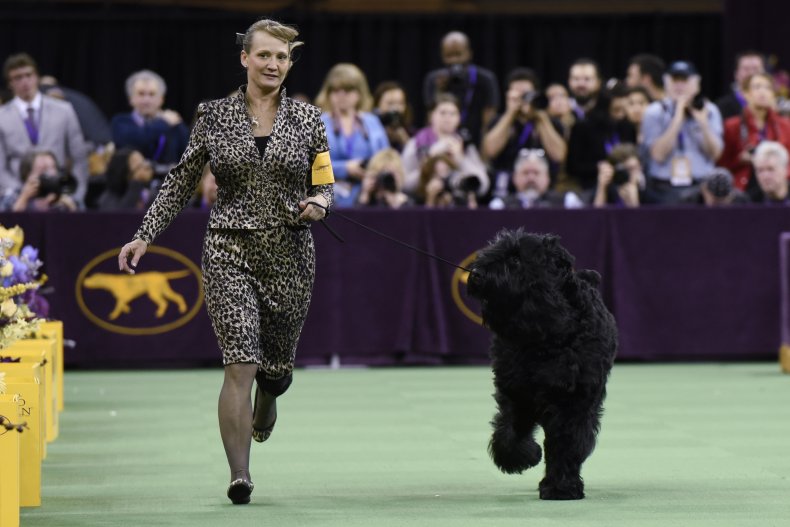black Russian terrier NYC