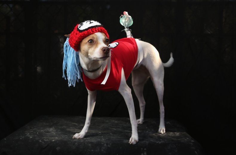 toy fox terrier dog NYC