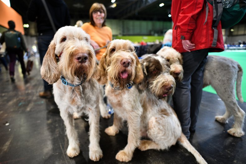 Spinone Italiano dogs U.K.