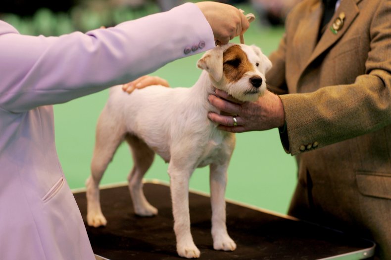 Parson Russell terrier U.K.