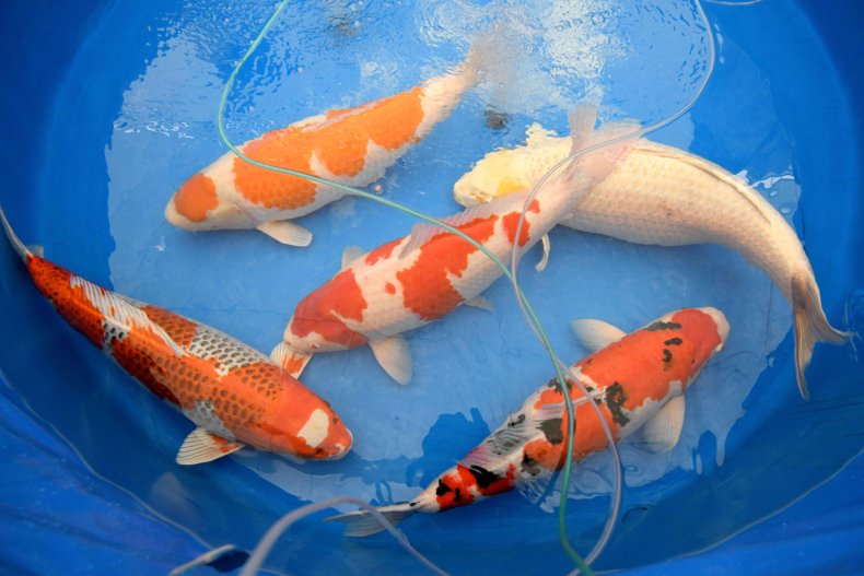 Japanese Koi fish