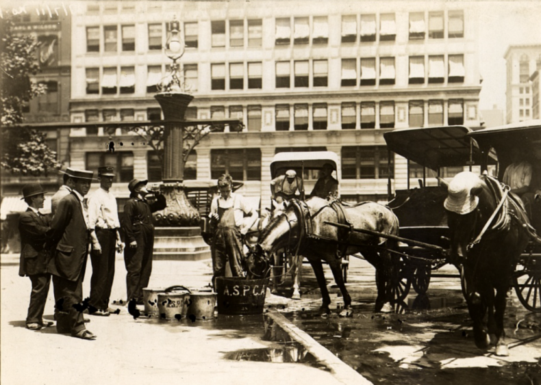 1866: The ASPCA is formed