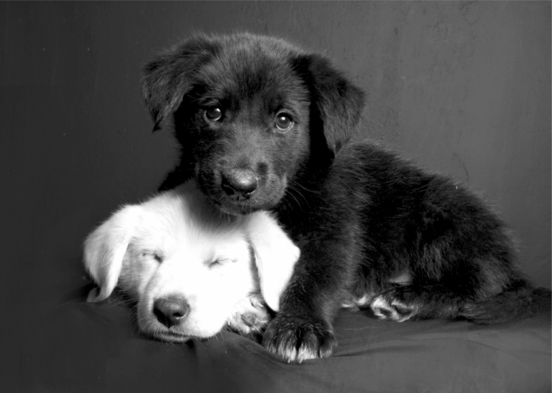 1917: America’s favorite dog gets its due