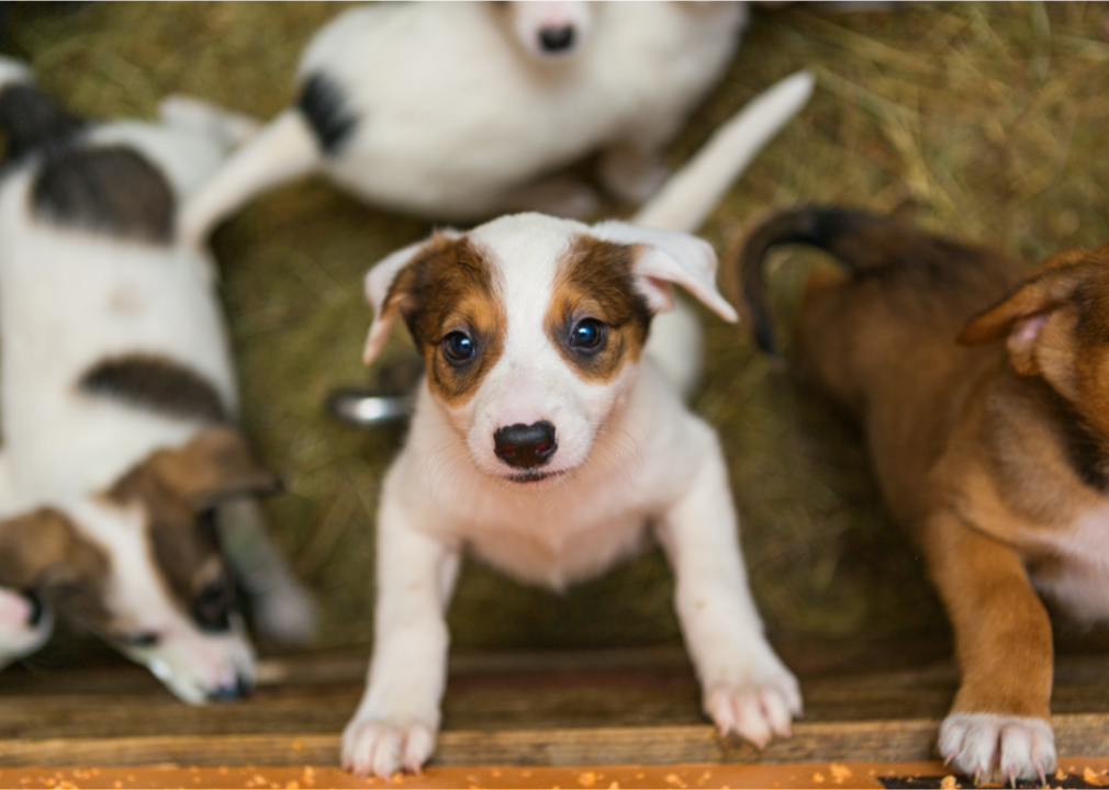 50 Major Milestones From the History of Dogs