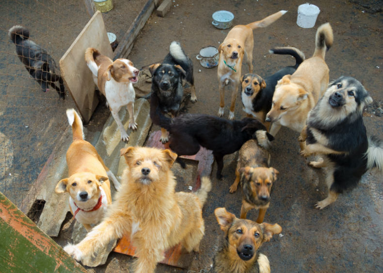 1972: The ASPCA makes sterilization mandatory