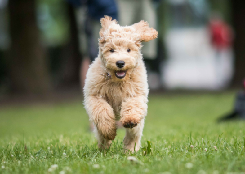 1989: The Labradoodle arrives