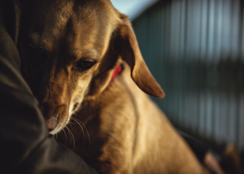 1990s: The no-kill movement emerges
