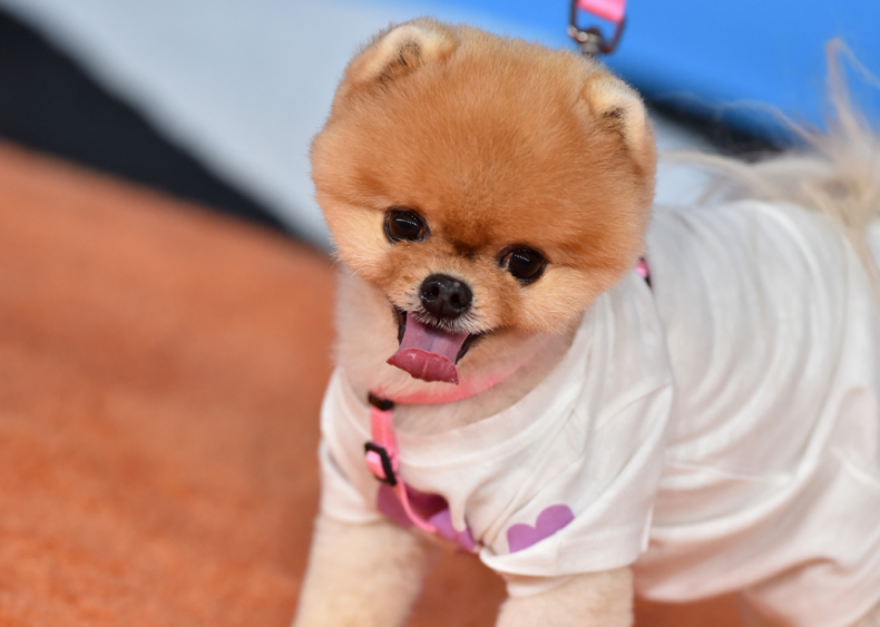 2000s: Dogs find internet fame