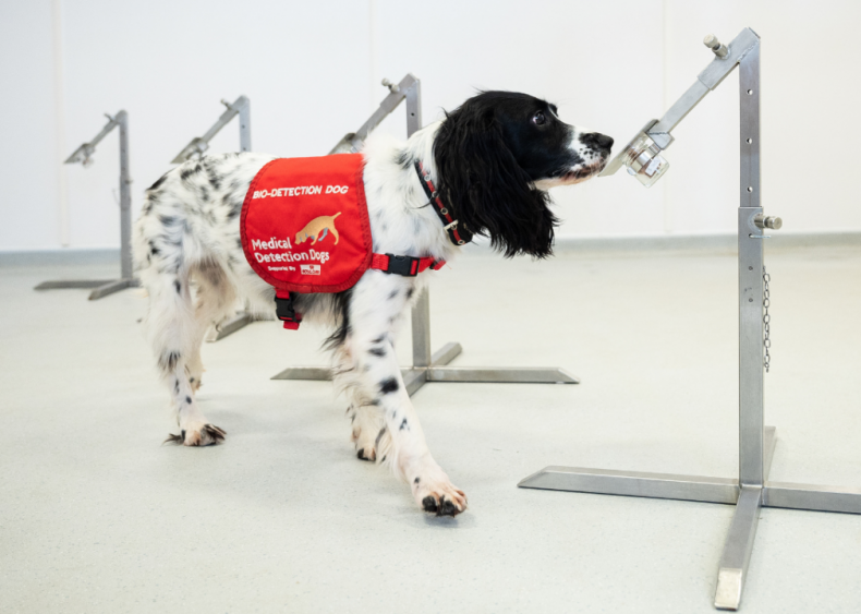 2010s: Dogs sniff out disease
