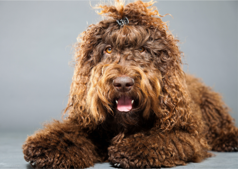 2020: The AKC greets two new arrivals