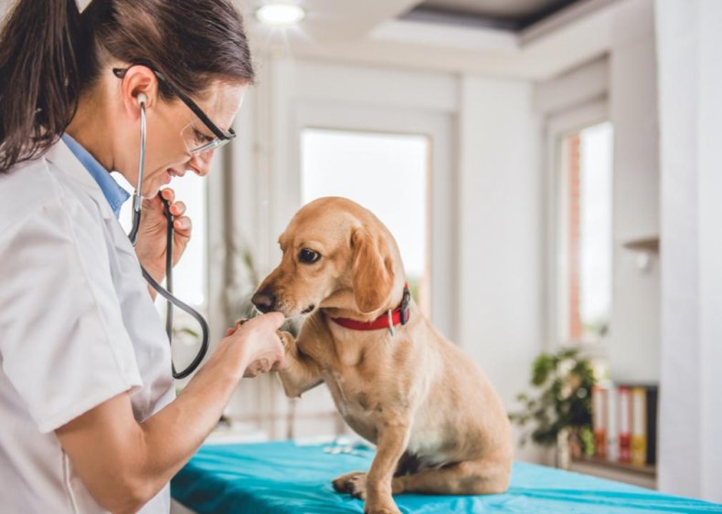 #41. Veterinarians