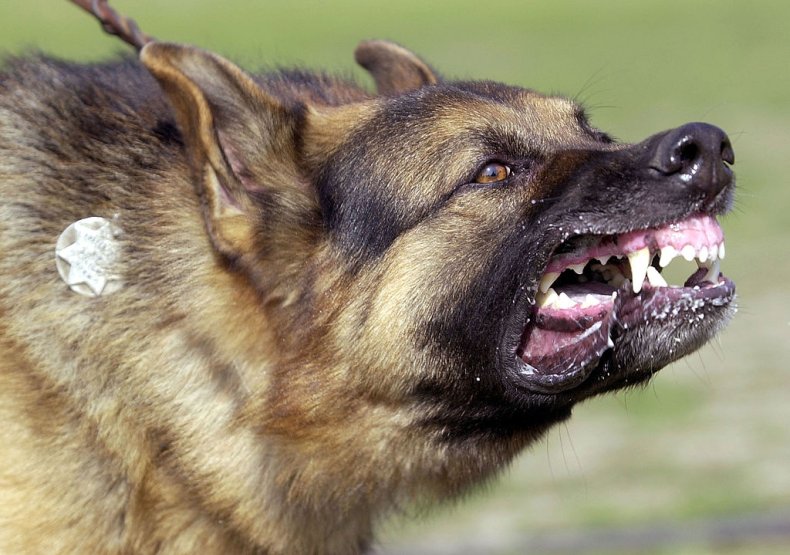 snarling German shepherd