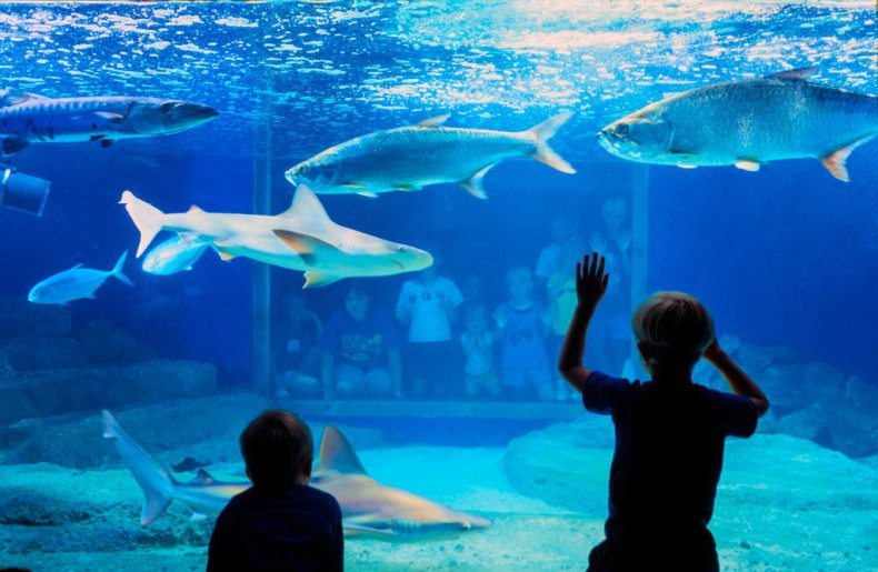 Kids at an aquarium