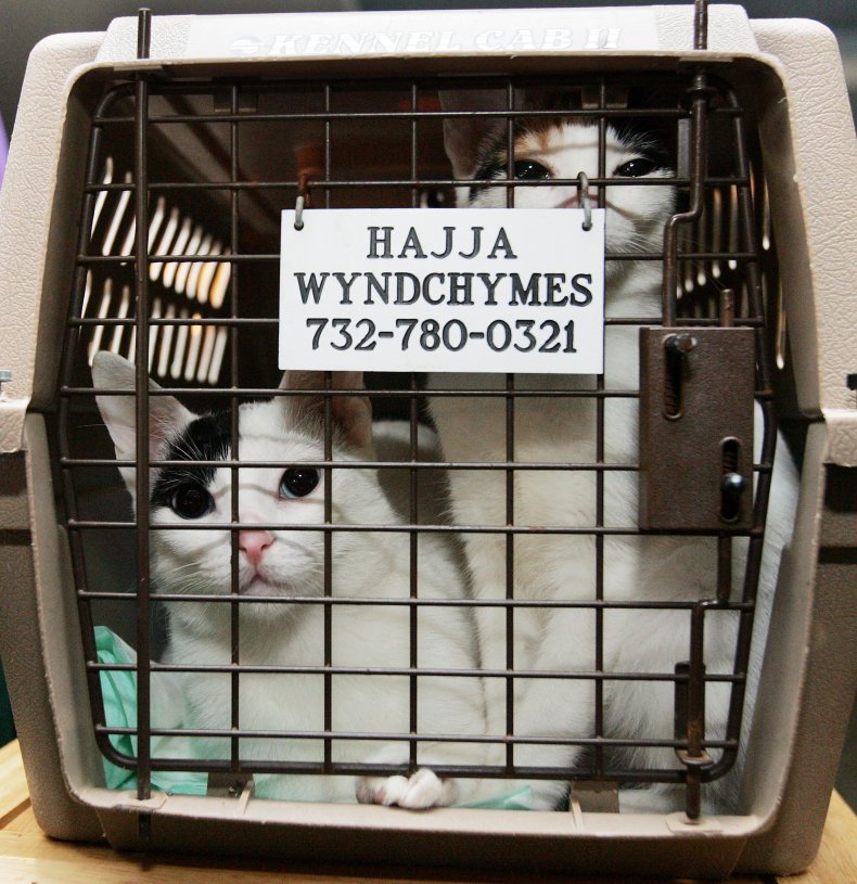 Japanese Bobtail cat
