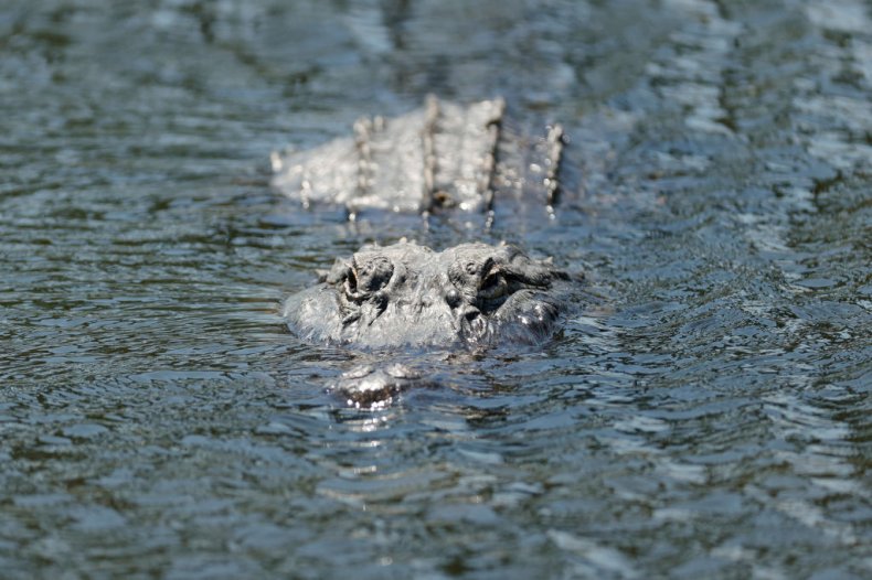 An alligator swimming in Florida
