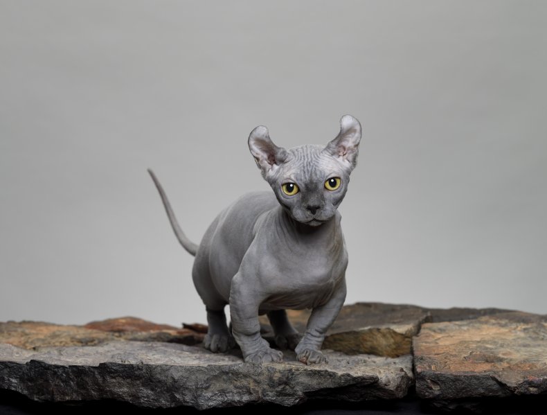 Grey Dwelf Cat