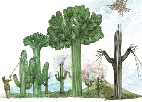 CUL_Map_Plants_Saguaro